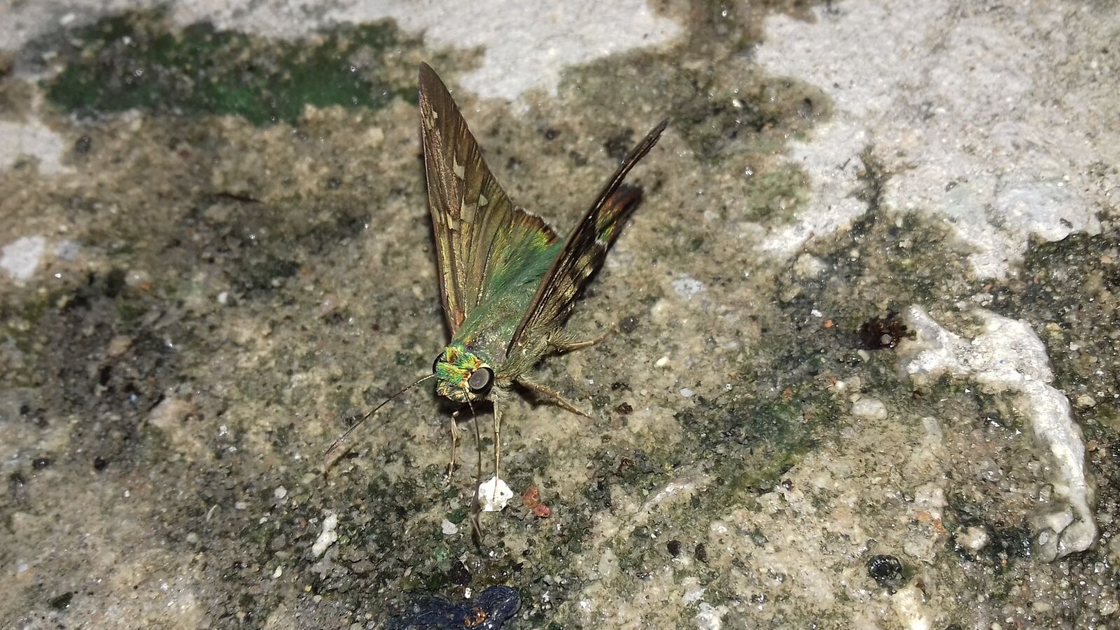 Samsung Galaxy J3(2016) sample photo. Butterfly, lepidopteran, insect photography