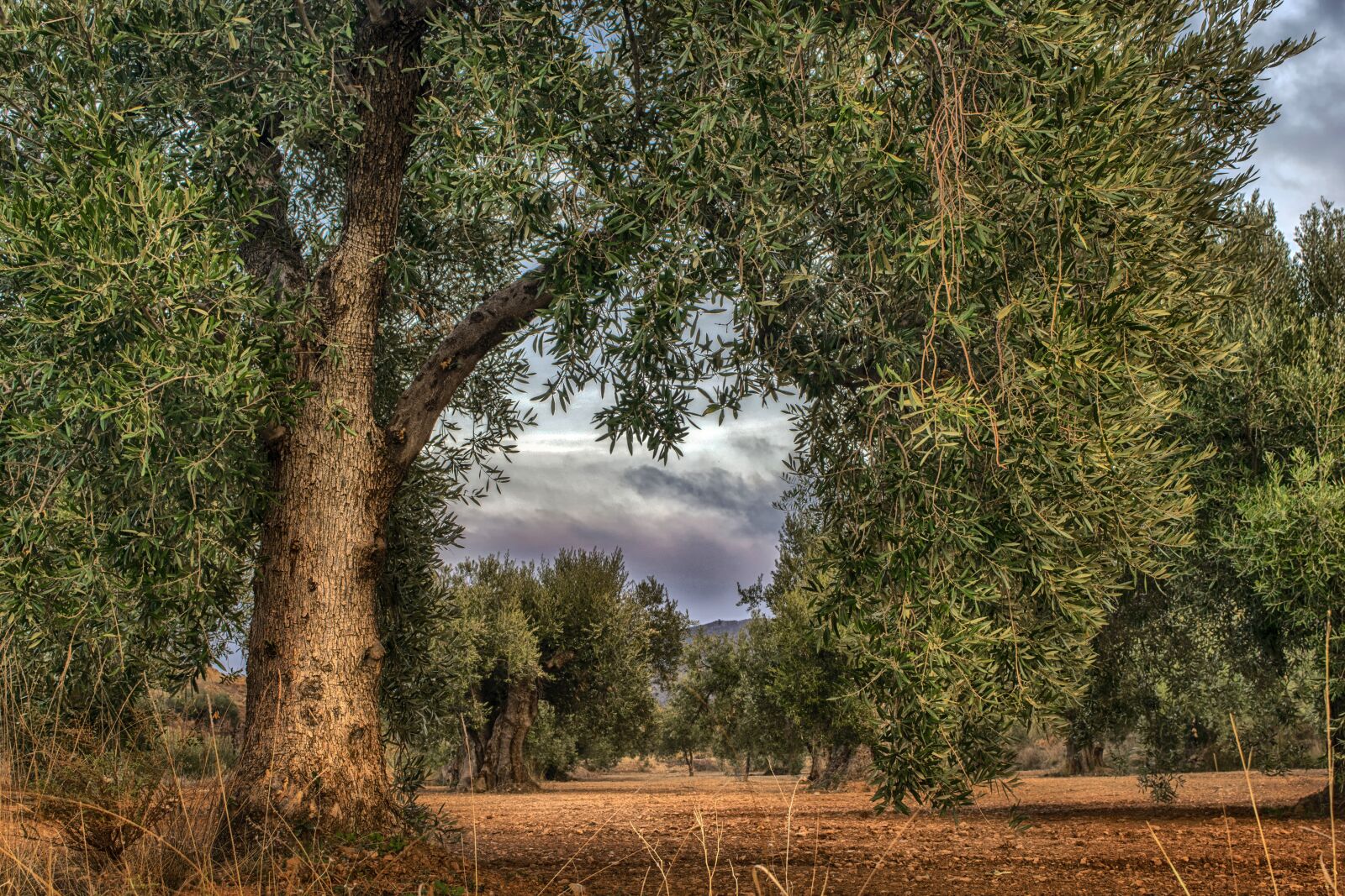 Nikon D3300 sample photo. Olive, field, agriculture photography