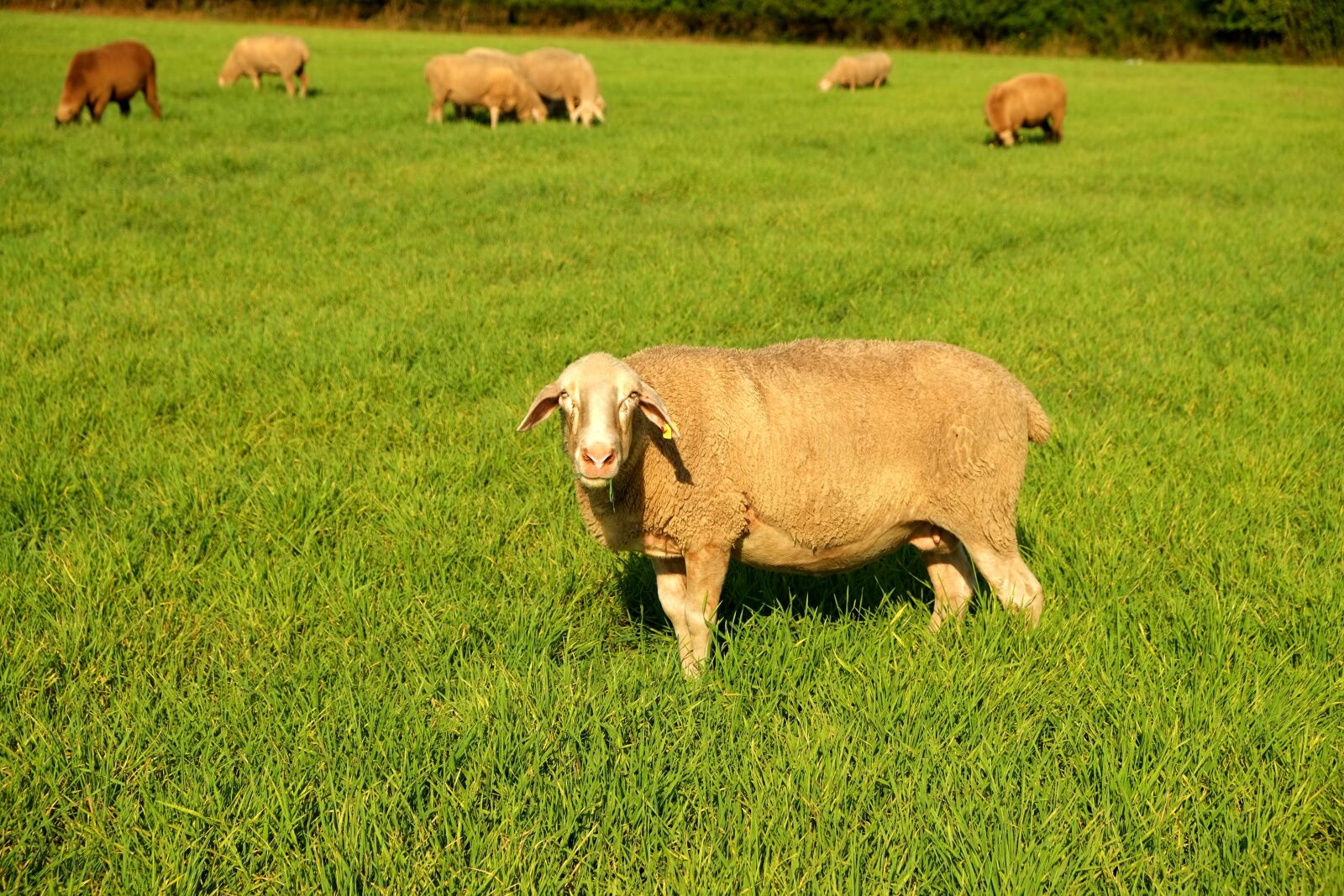 Fujifilm X-E1 sample photo. Sheep, pasture, livestock photography