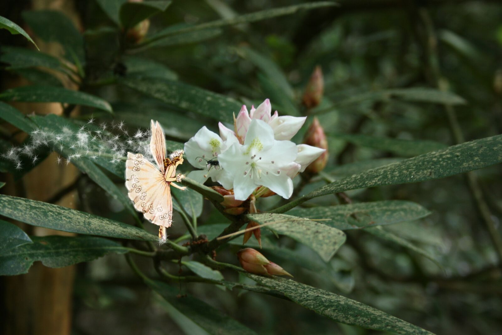 Canon EOS 400D (EOS Digital Rebel XTi / EOS Kiss Digital X) sample photo. Fairies, nature, fantasy photography