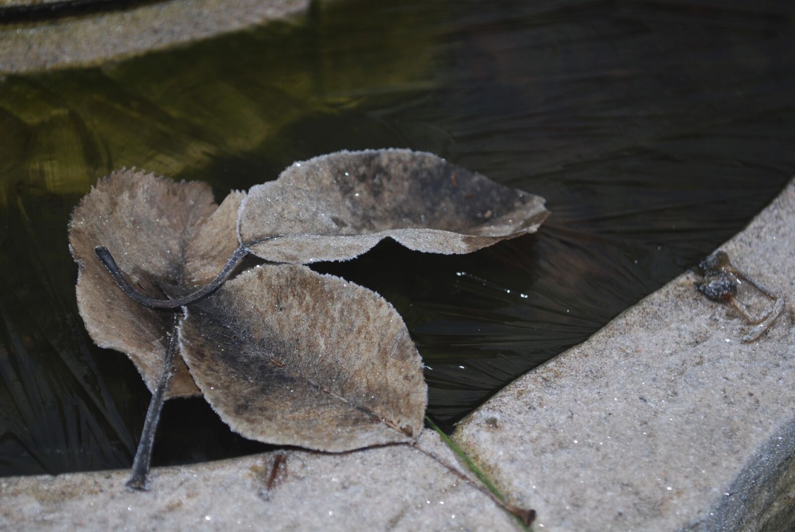 Nikon D60 sample photo. Leaves, frozen, ice photography