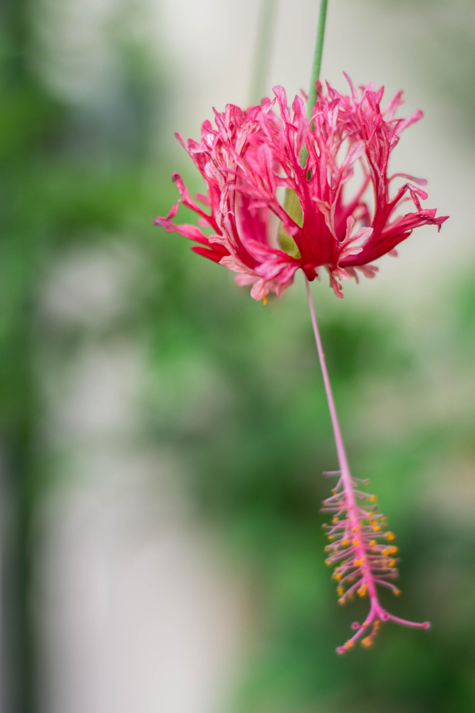 Nikon D7200 sample photo. Flowers, nature, fresh flowers photography