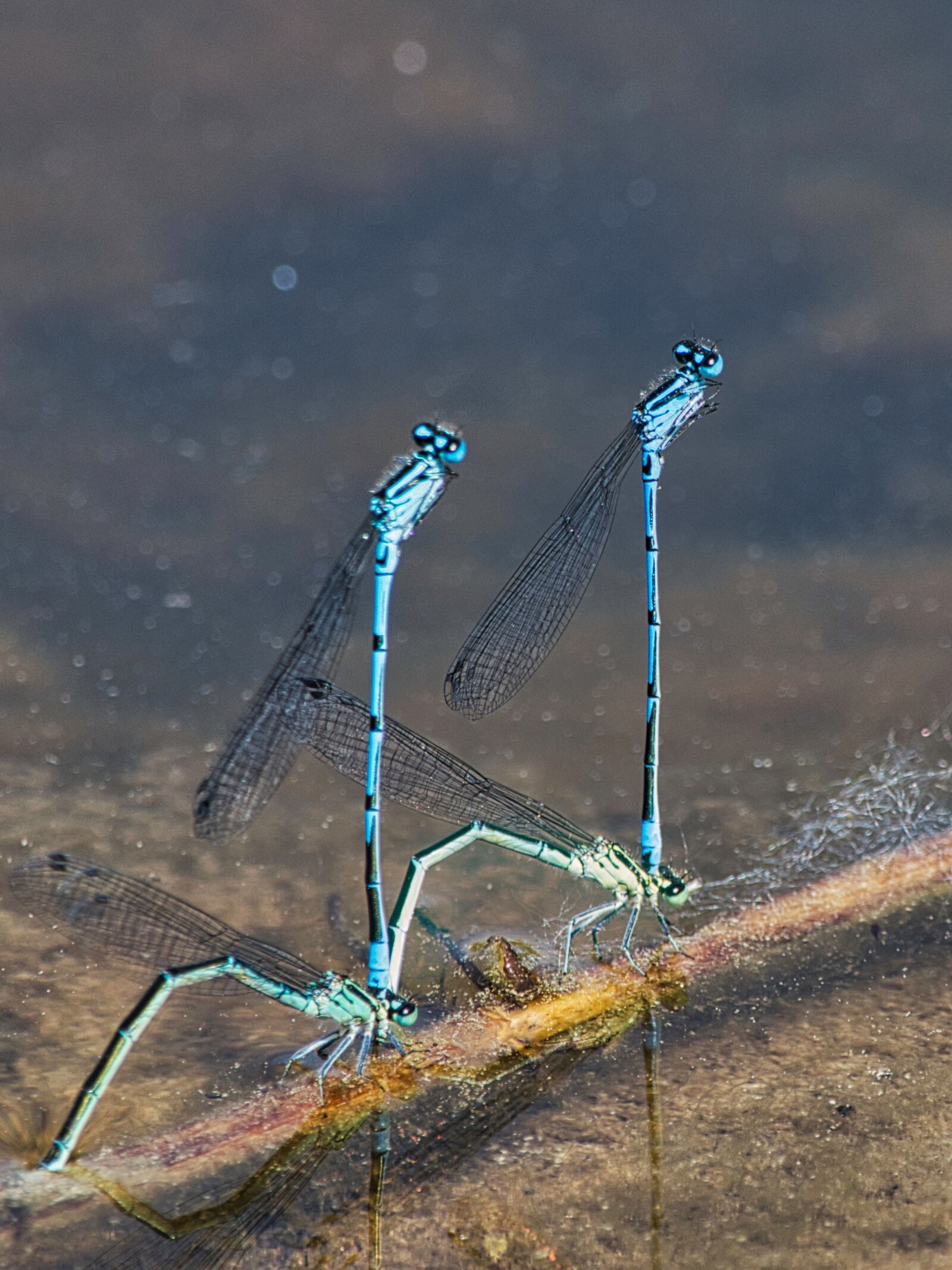 Nikon D5300 sample photo. Dragonfly, small dragonfly, insect photography