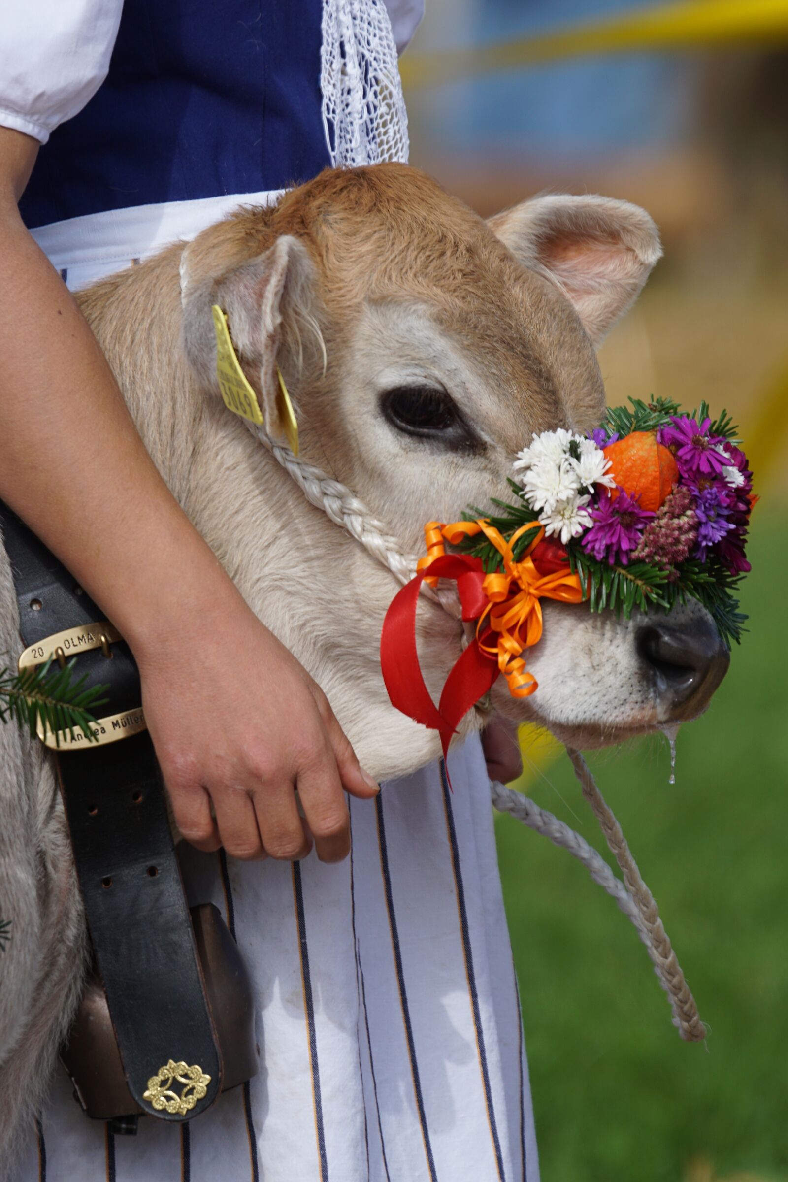 Sony 70-400mm F4-5.6 G SSM sample photo. Cattle show, customs, appenzellerland photography