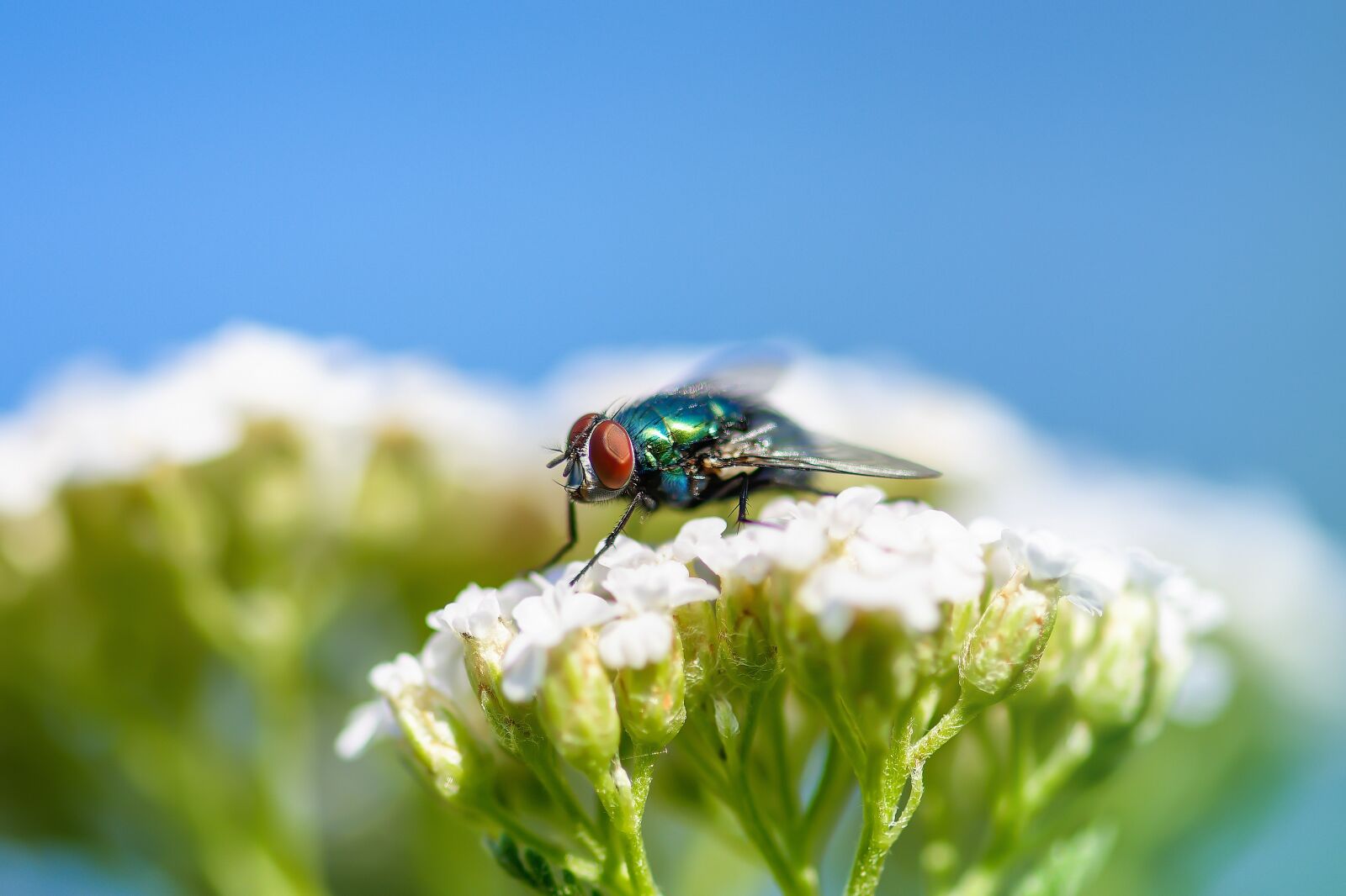 Nikon D7200 sample photo. Fly, insect, wing photography