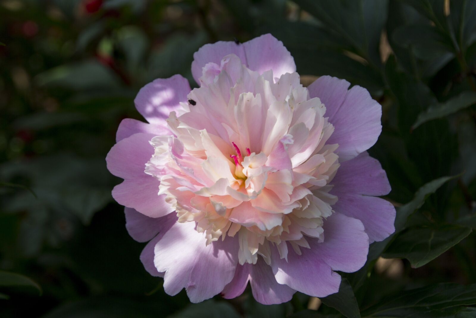 Canon EOS 60D sample photo. Peony, flower, blossom photography