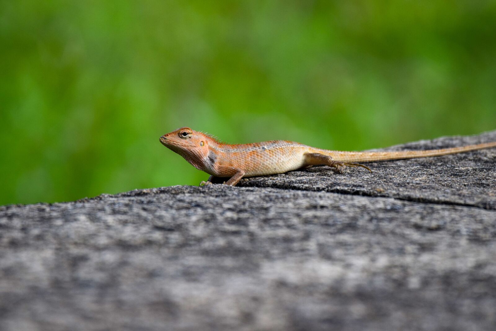 Nikon D5300 sample photo. Iguana, reptile, scales photography