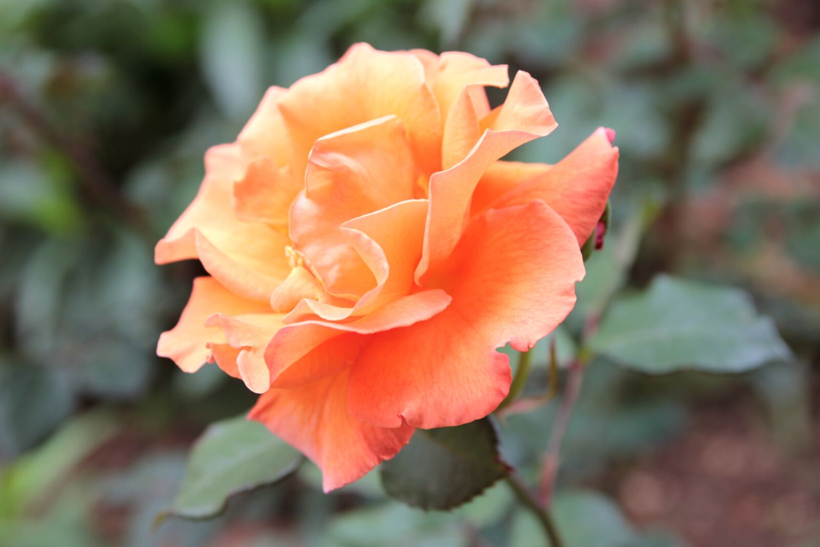 Canon EOS 550D (EOS Rebel T2i / EOS Kiss X4) sample photo. Rose, roses, orange roses photography