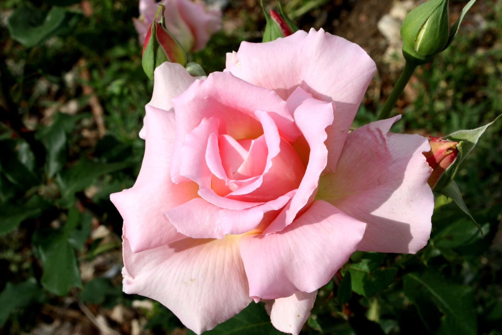 f/3.5-5.6 IS sample photo. Pink rose, garden, bloom photography