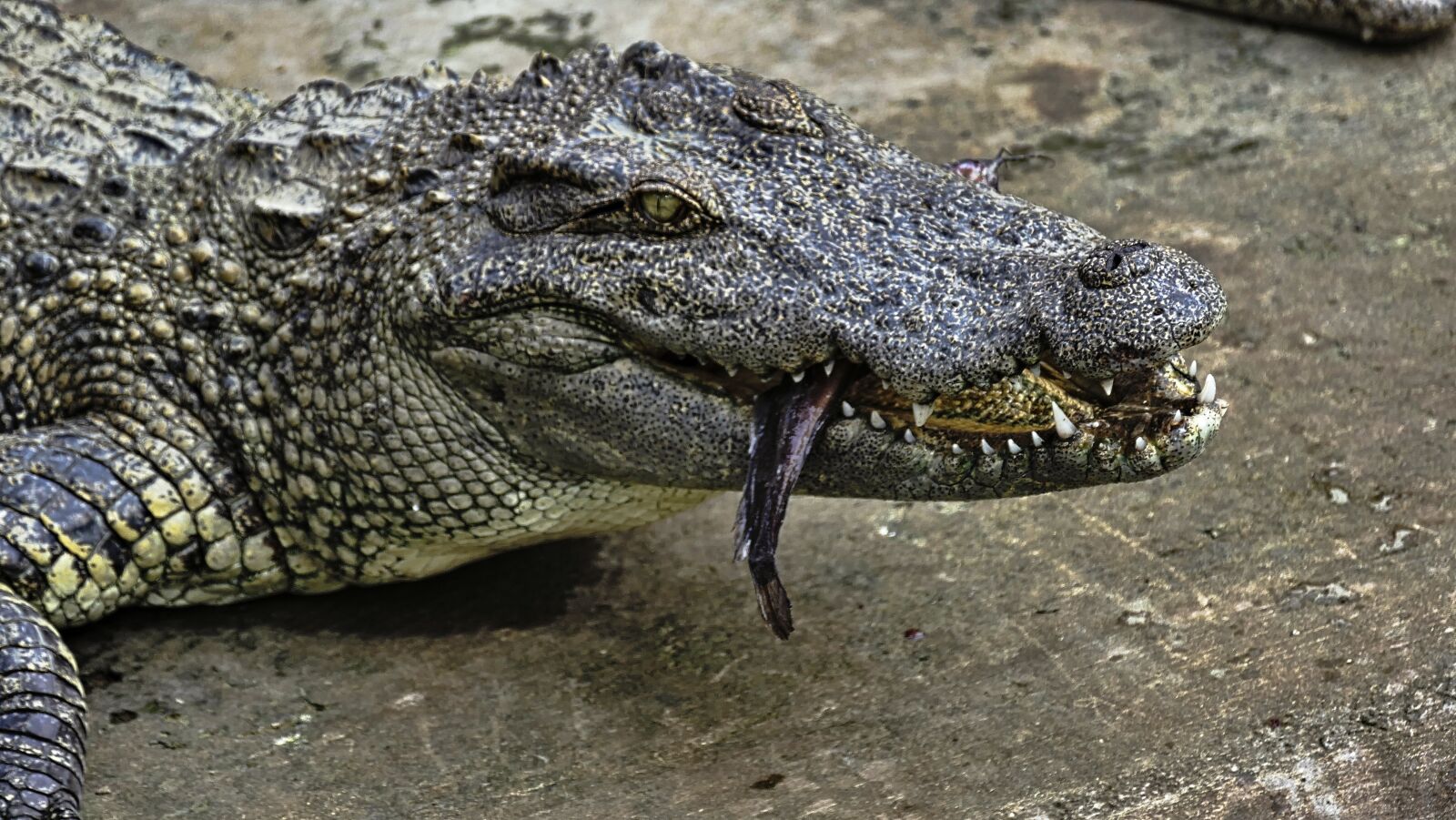 Panasonic Lumix DMC-FZ1000 sample photo. Crocodile, alligator, gad photography