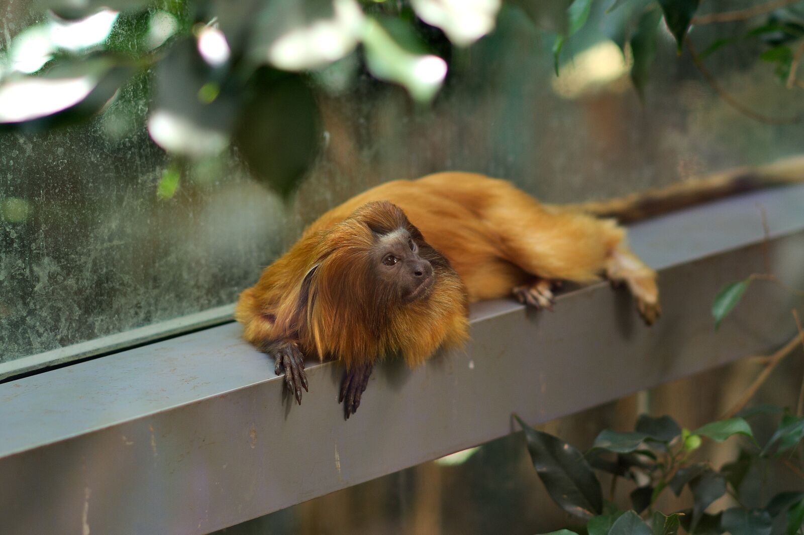Sony a7 II + Sony Sonnar T* FE 55mm F1.8 ZA sample photo. Monkey, zoo, macaque photography