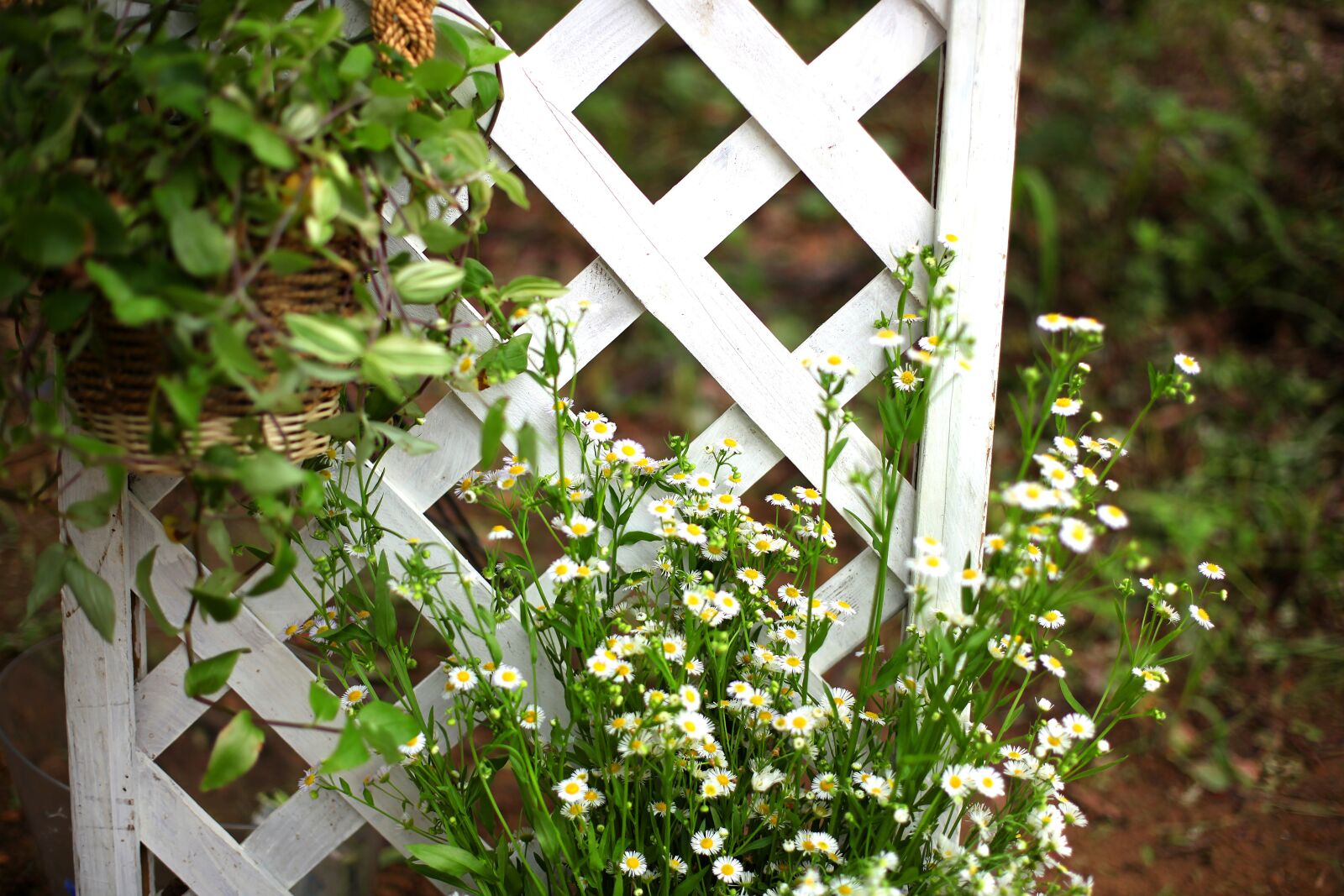 Canon EOS 5D Mark II sample photo. Garden, abstract, nature photography