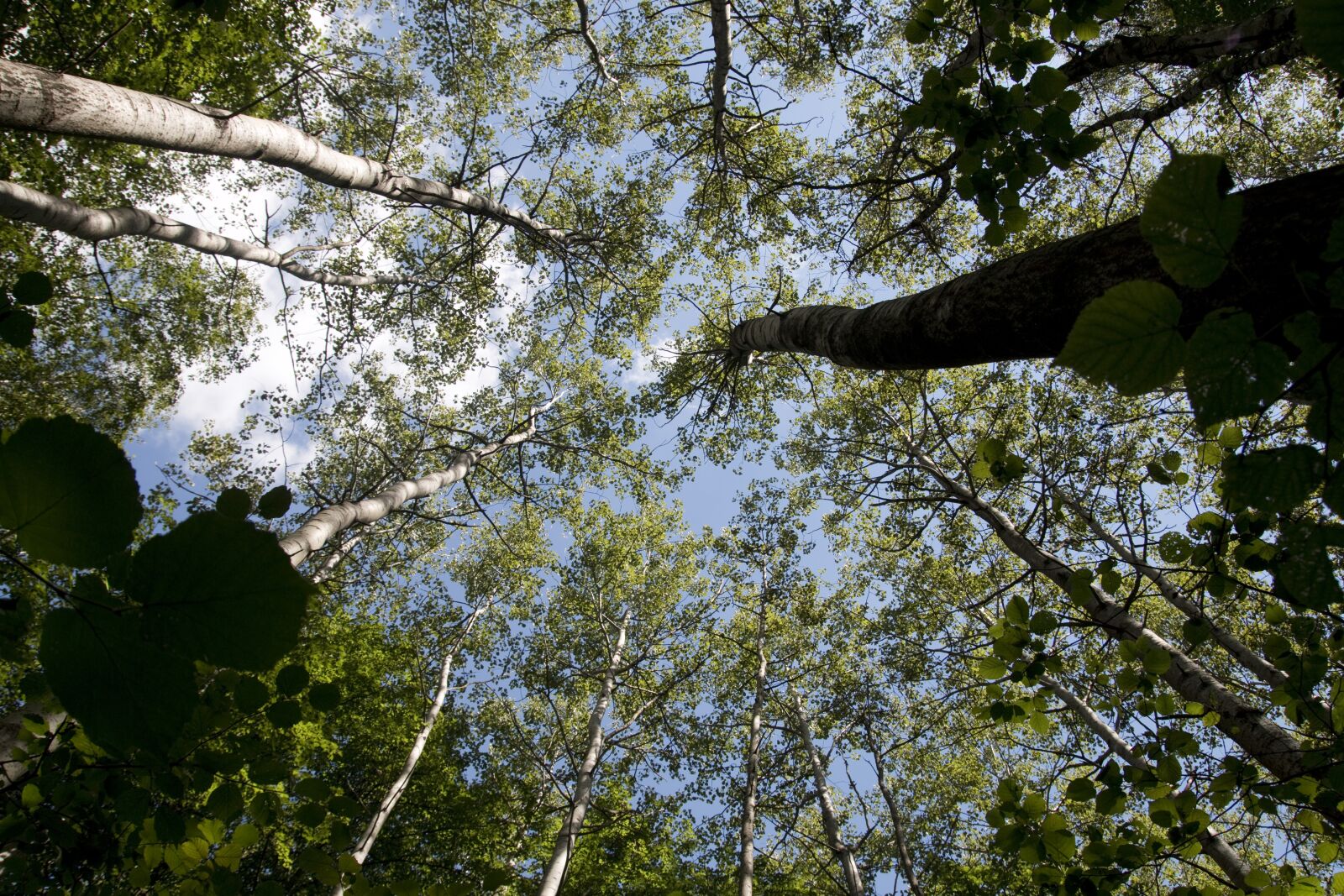 Canon EOS 70D sample photo. Season, light, park photography
