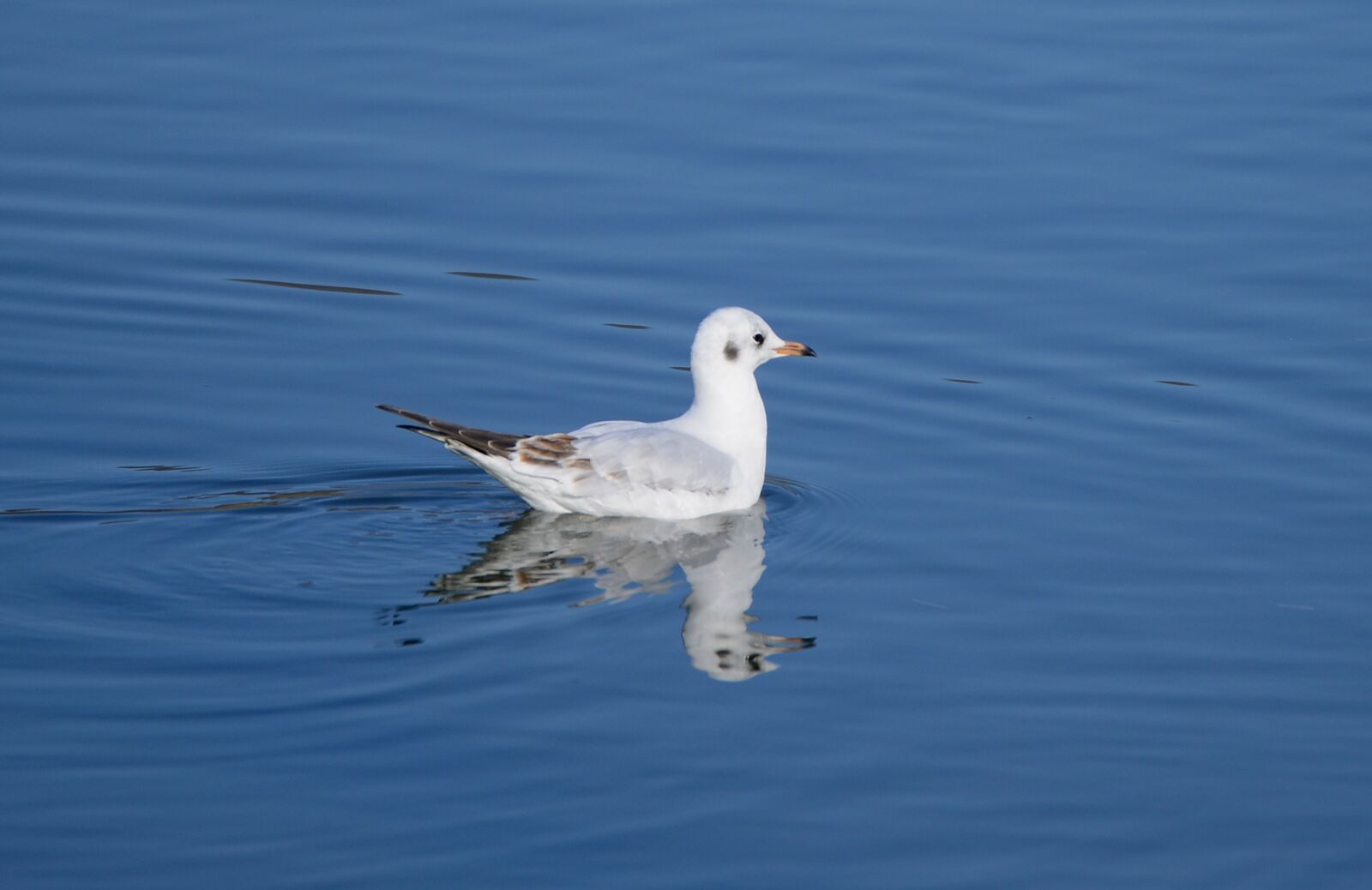 Nikon D800 sample photo. Black headed gull, chroicocephalus photography