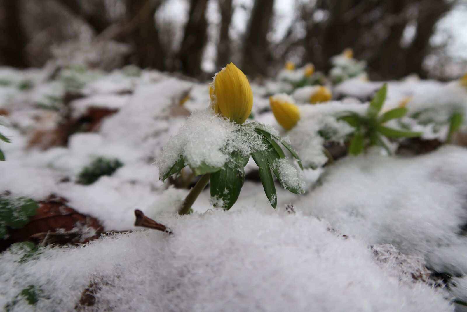 Canon PowerShot G7 X Mark II sample photo. Winter, season, snow photography
