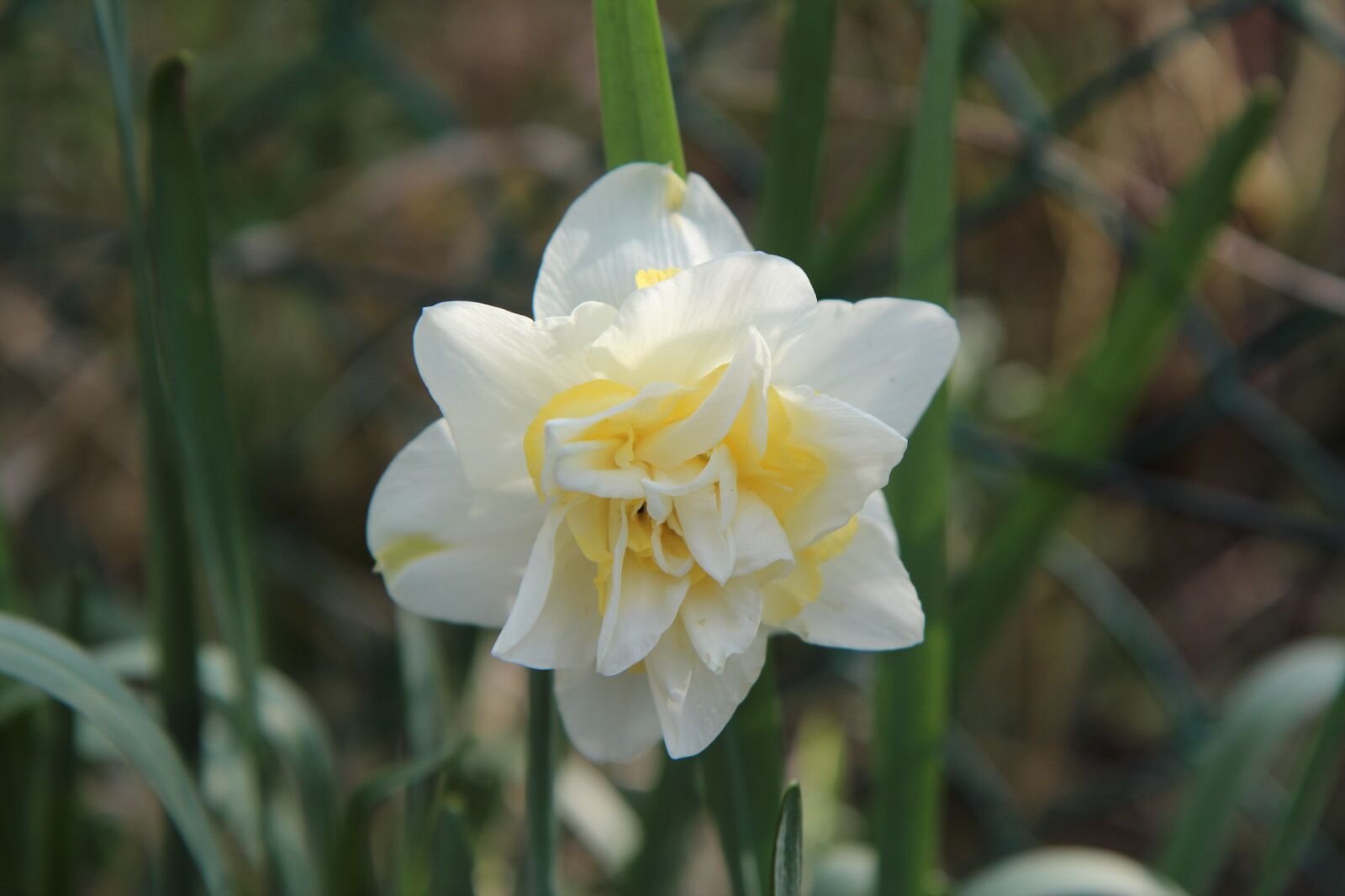 Canon EOS 600D (Rebel EOS T3i / EOS Kiss X5) sample photo. Narcissus, flowers, spring photography