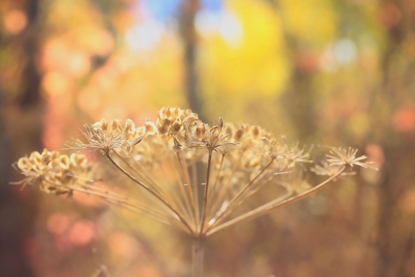 Canon EOS 550D (EOS Rebel T2i / EOS Kiss X4) sample photo. Autumn, nature, seed head photography