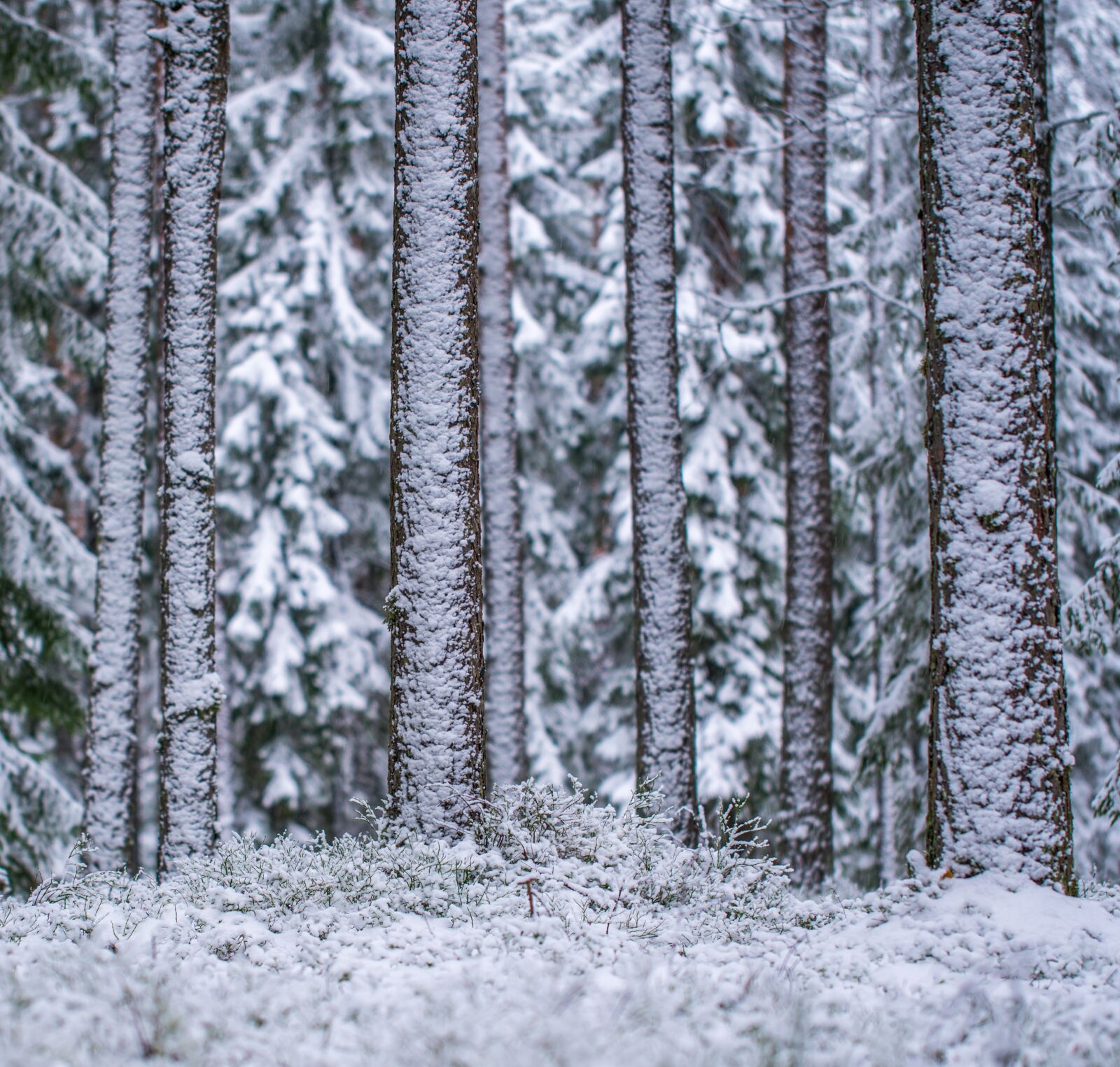 Sony a7R II + Canon EF 100mm F2.8L Macro IS USM sample photo. Snow, winter, the trunks photography