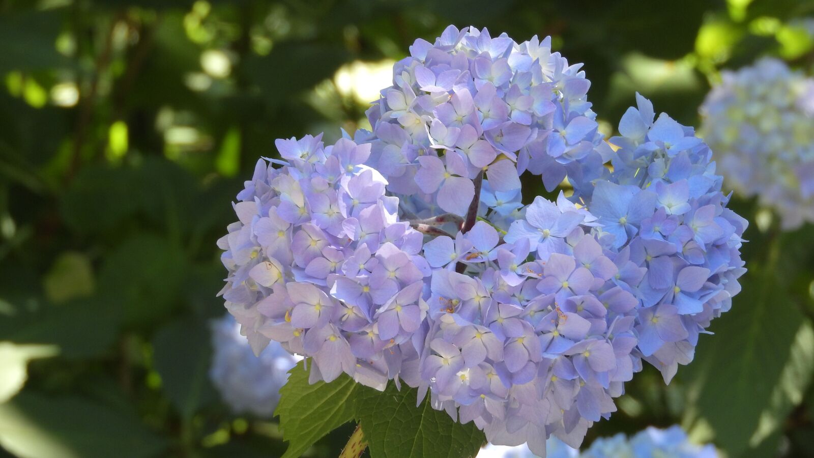 Nikon Coolpix P610 sample photo. Hydrangea, flower, inflorescence photography