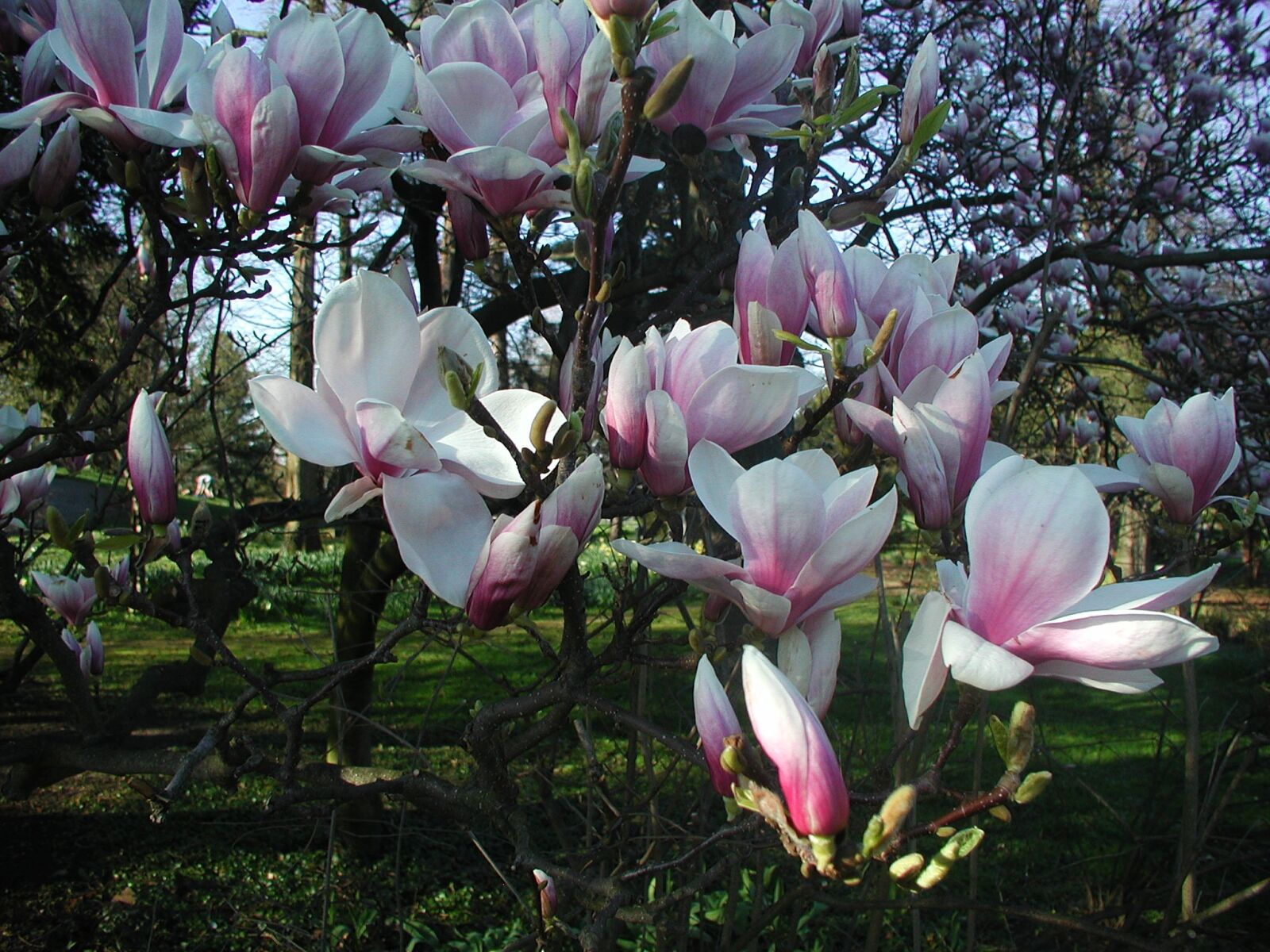 Olympus C3030Z sample photo. Magnolia, spring, blossom photography