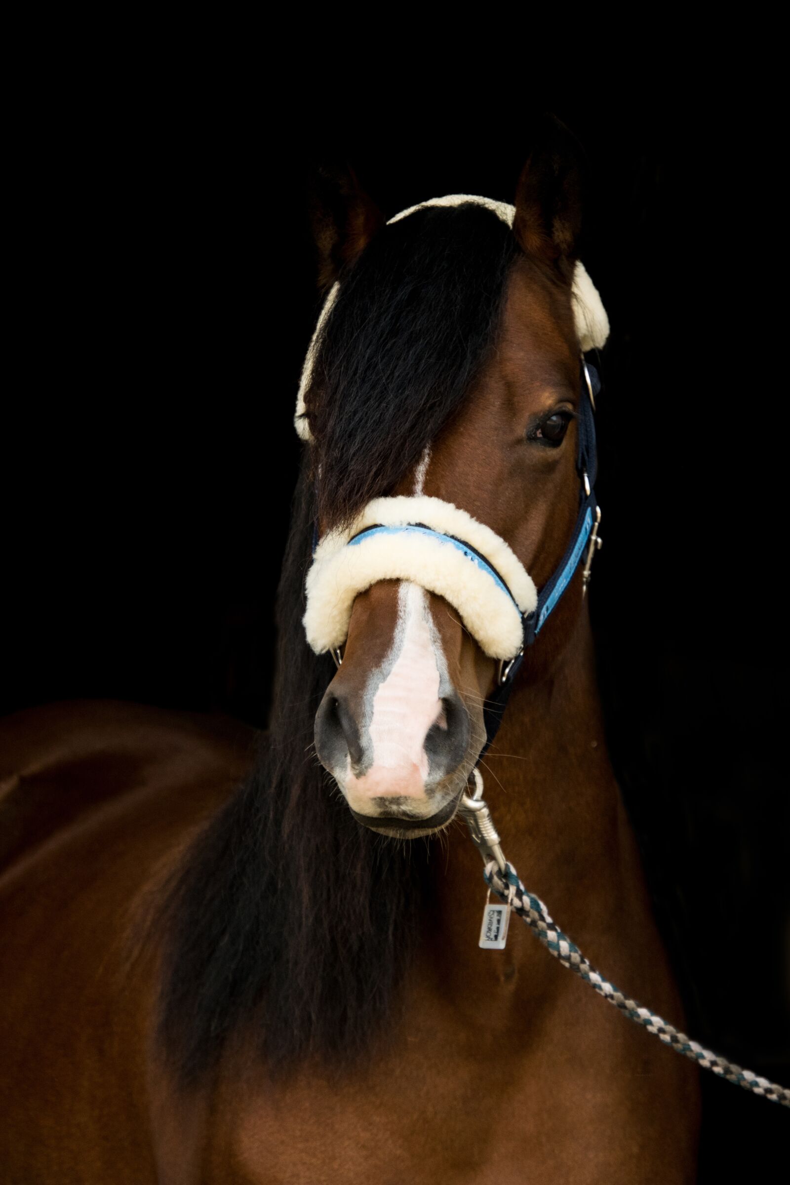 Nikon D3300 sample photo. Horse, pony, head photography