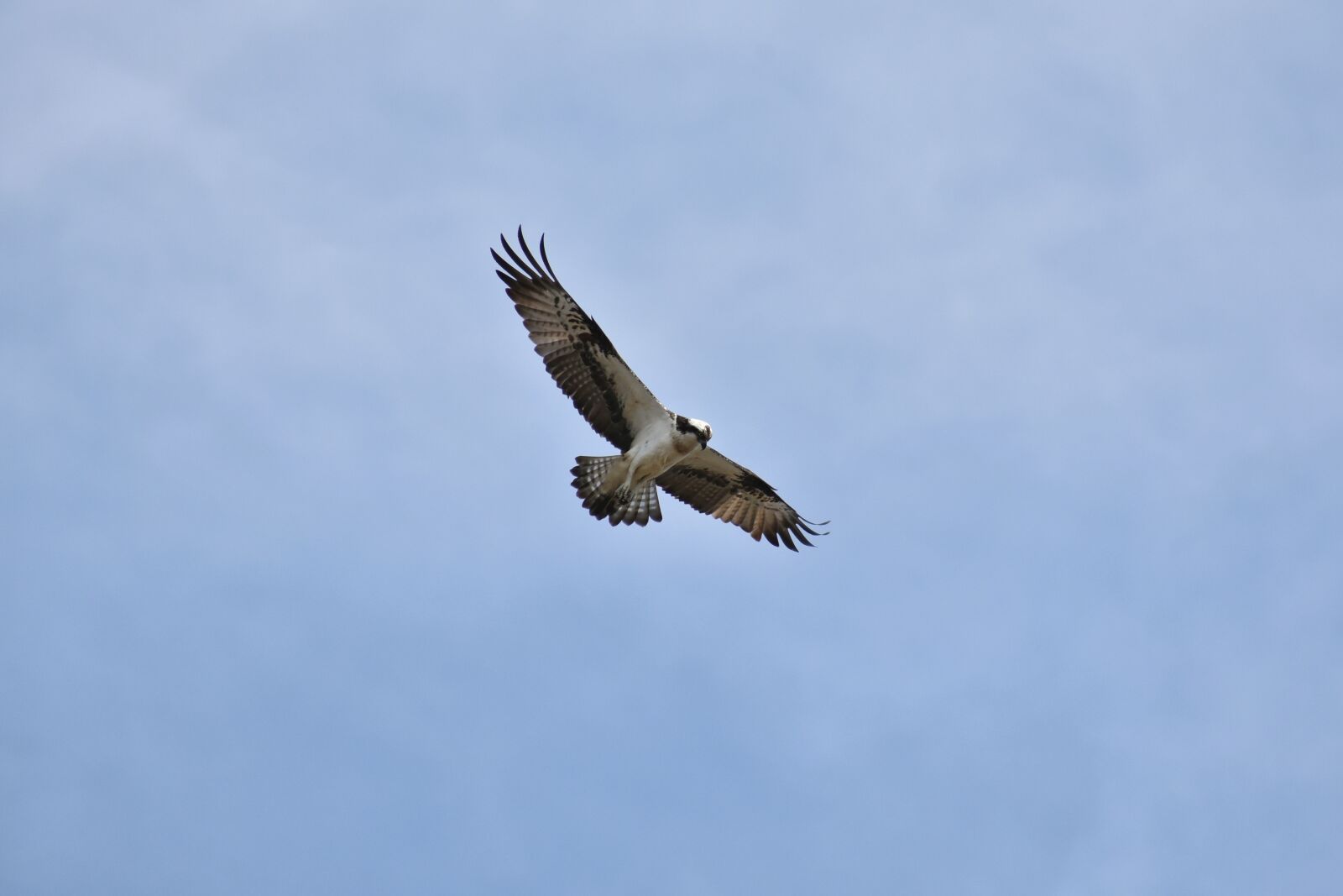 Nikon D7200 sample photo. Animal, sky, bird photography