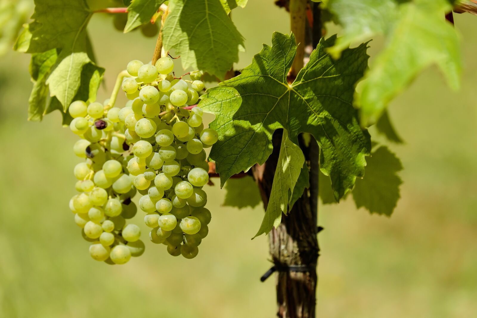 Fujifilm X-T10 + Fujifilm XC 50-230mm F4.5-6.7 OIS sample photo. Grapes, fruit, vine photography