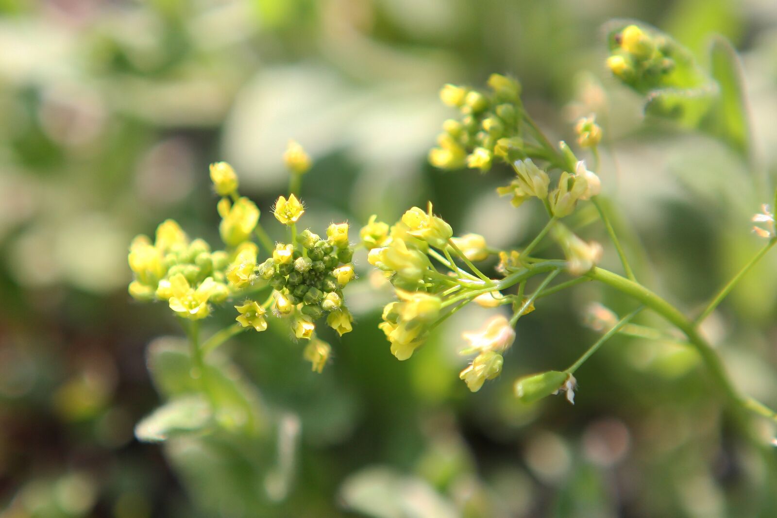 Canon EOS 40D sample photo. Spring, flowers, a flower photography