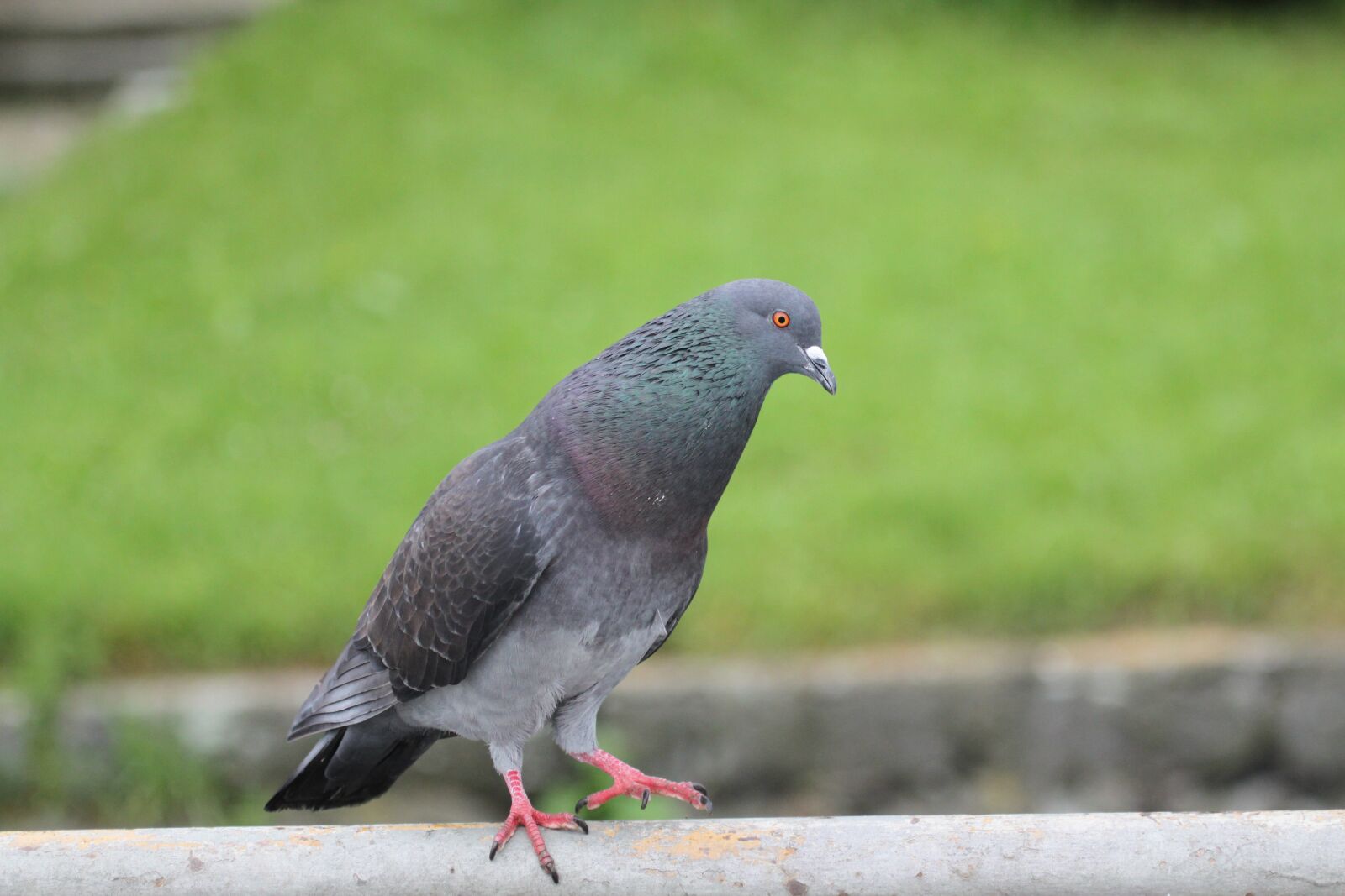 Canon EOS 500D (EOS Rebel T1i / EOS Kiss X3) sample photo. Dove, wild pigeon, good photography