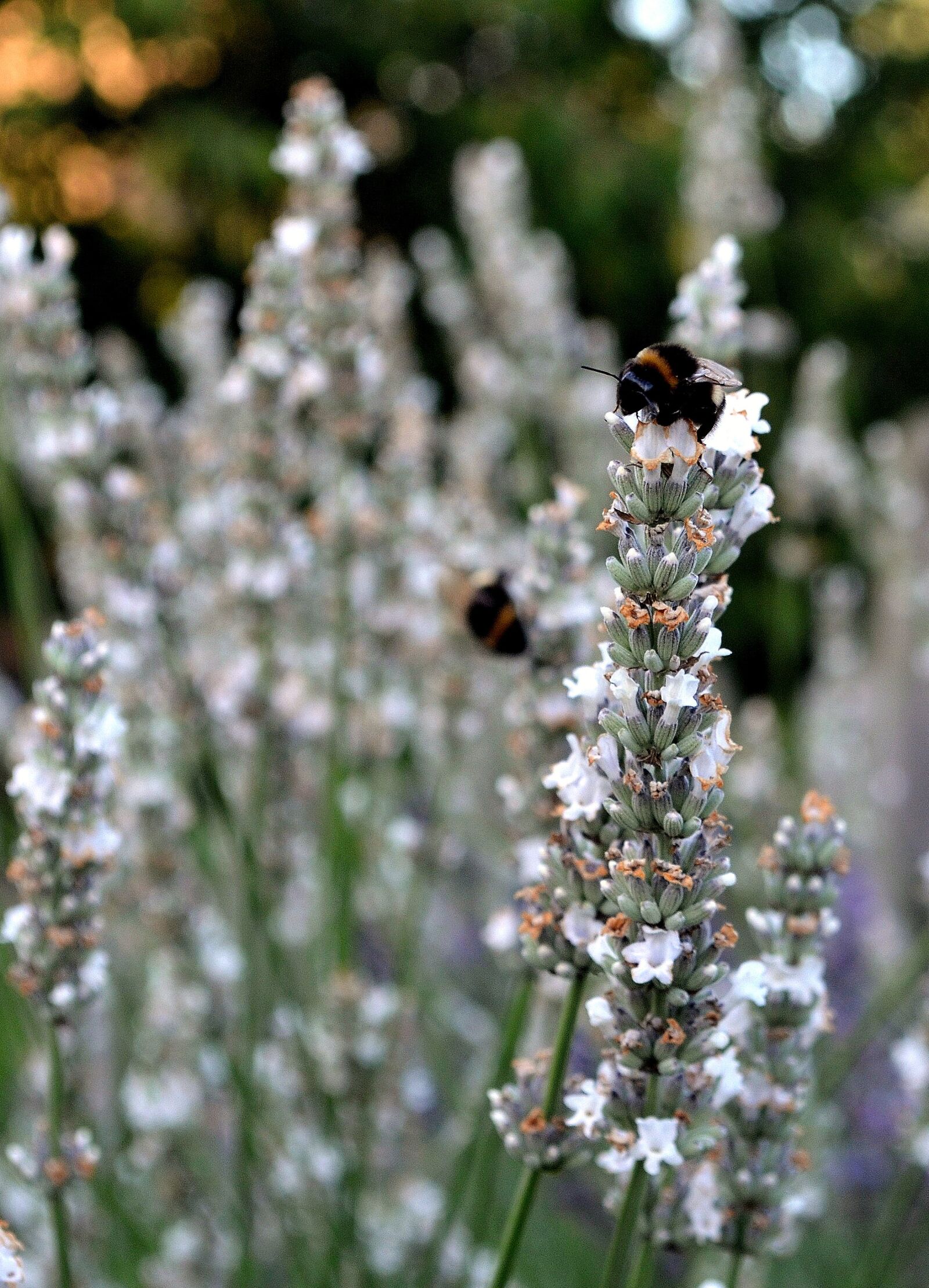 Nikon D5100 sample photo. Lavender, white lavender, insect photography