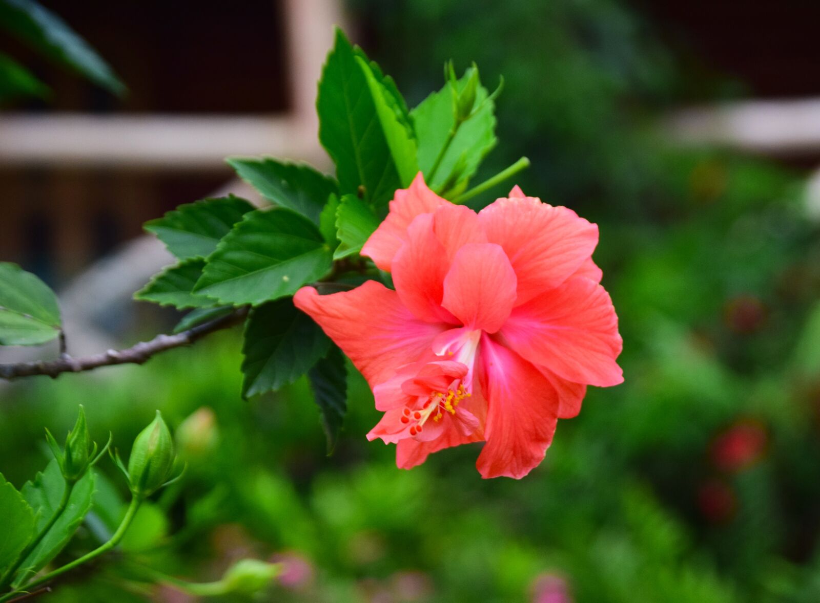 Nikon D5300 sample photo. Flower, nature, green photography