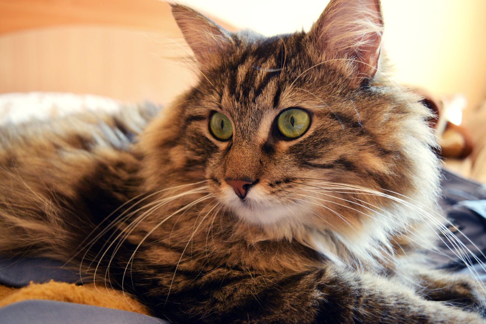 Nikon D3300 sample photo. Cat in bed, morning photography
