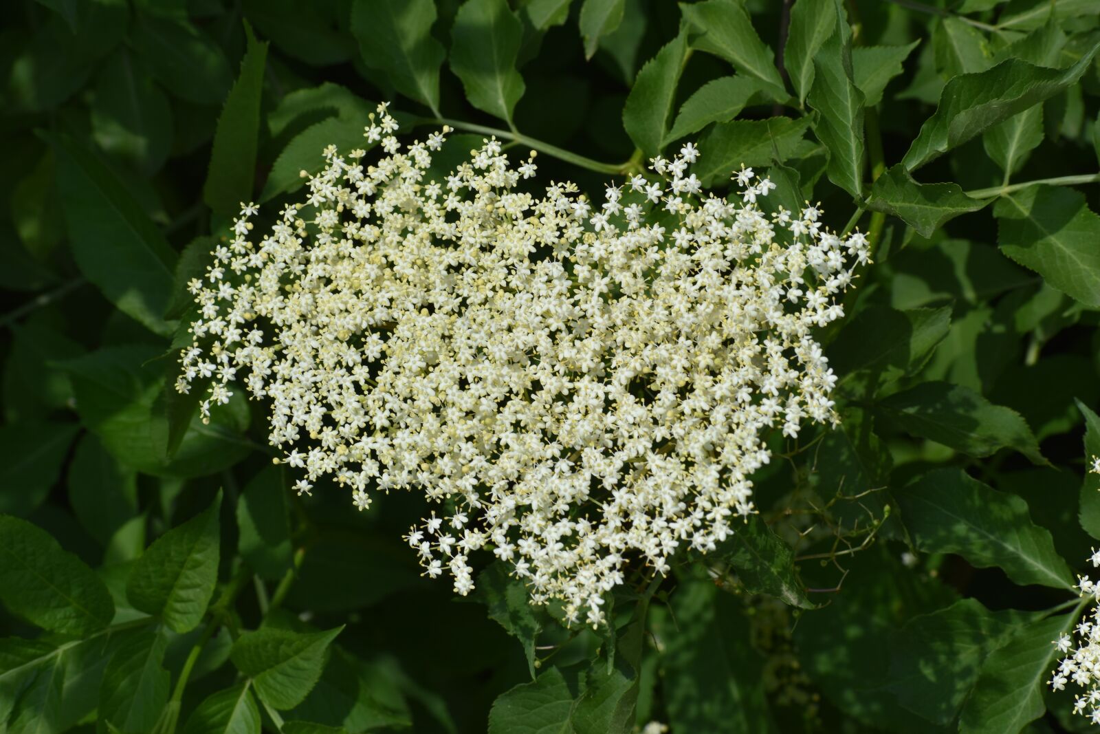 Nikon D3500 sample photo. Flowers, spring, flora photography