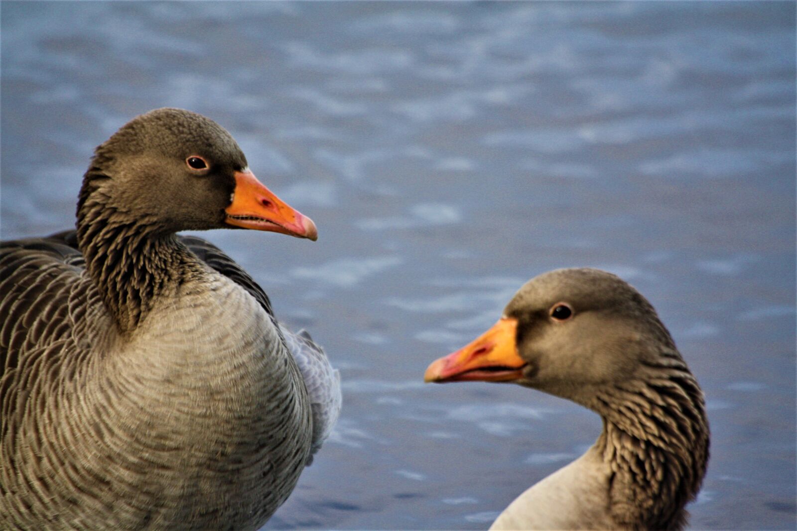 Canon EOS 1000D (EOS Digital Rebel XS / EOS Kiss F) sample photo. Ducks, pair, pond photography