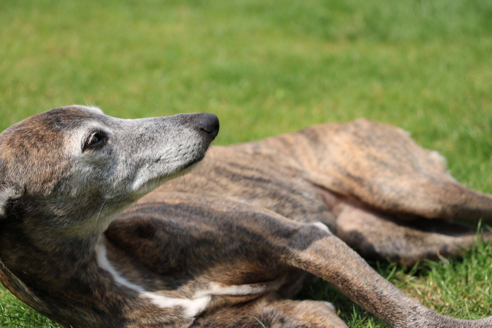 Canon EOS 750D (EOS Rebel T6i / EOS Kiss X8i) sample photo. Dog, whippet, annealed photography