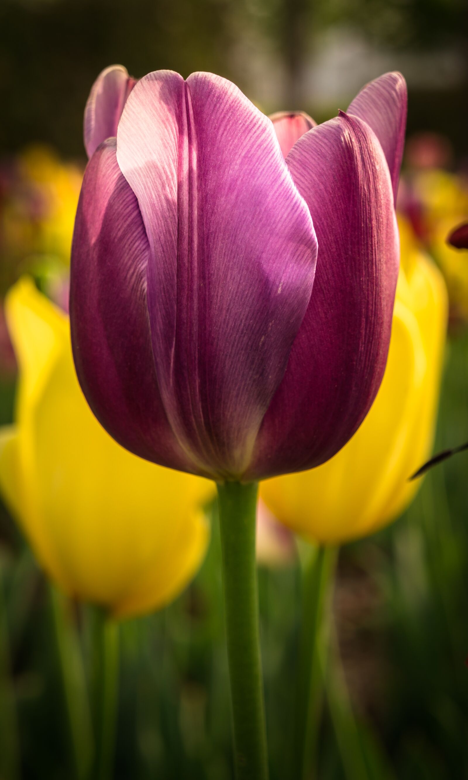 Sony Alpha NEX-5N sample photo. Tulip, nature, flowers photography