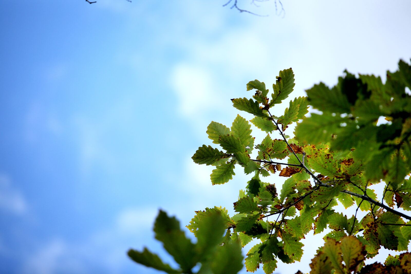 Canon EOS 5D Mark II sample photo. Autumn, the leaves, the photography