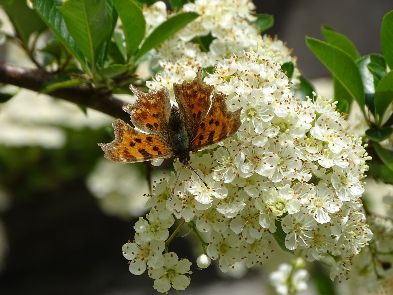 Sony Cyber-shot DSC-HX400V sample photo. Hawthorn, butterfly, plant photography