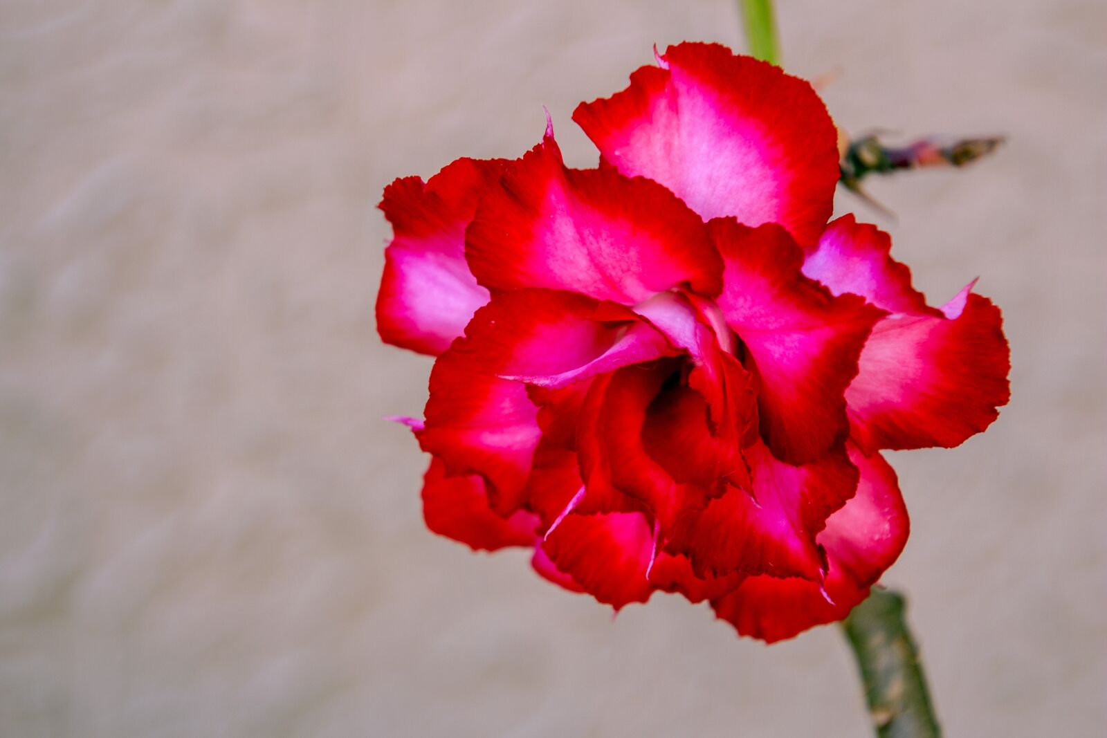 Canon EOS 700D (EOS Rebel T5i / EOS Kiss X7i) sample photo. Exotic flower, garden, flowers photography