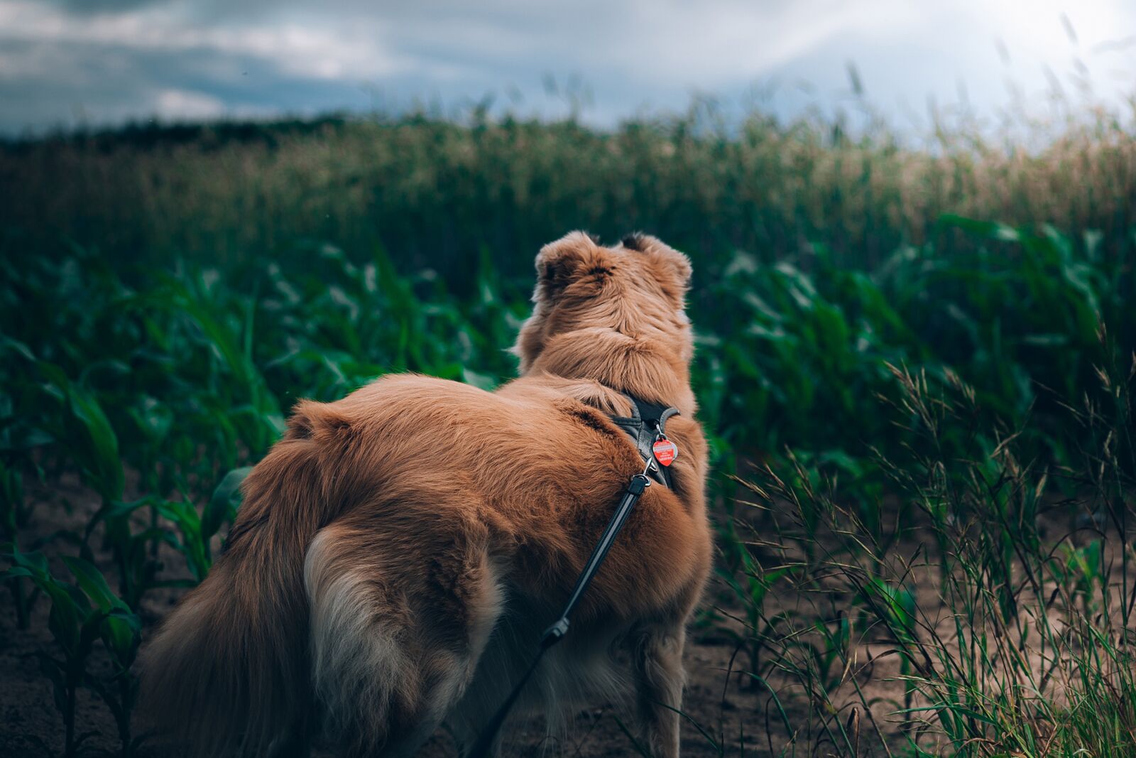 Canon EOS 6D sample photo. Dog, doggy, friend photography