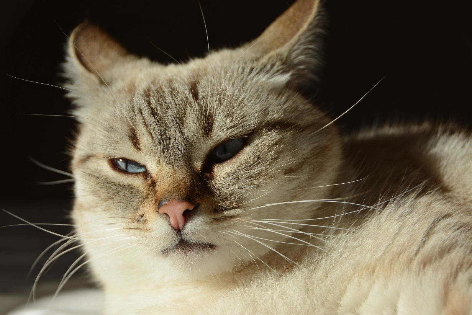 Nikon D7100 sample photo. Cat, blue eyes, animal photography