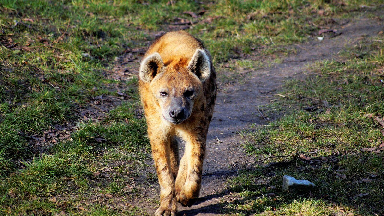 Sony SLT-A58 sample photo. Hyena, young, walk photography