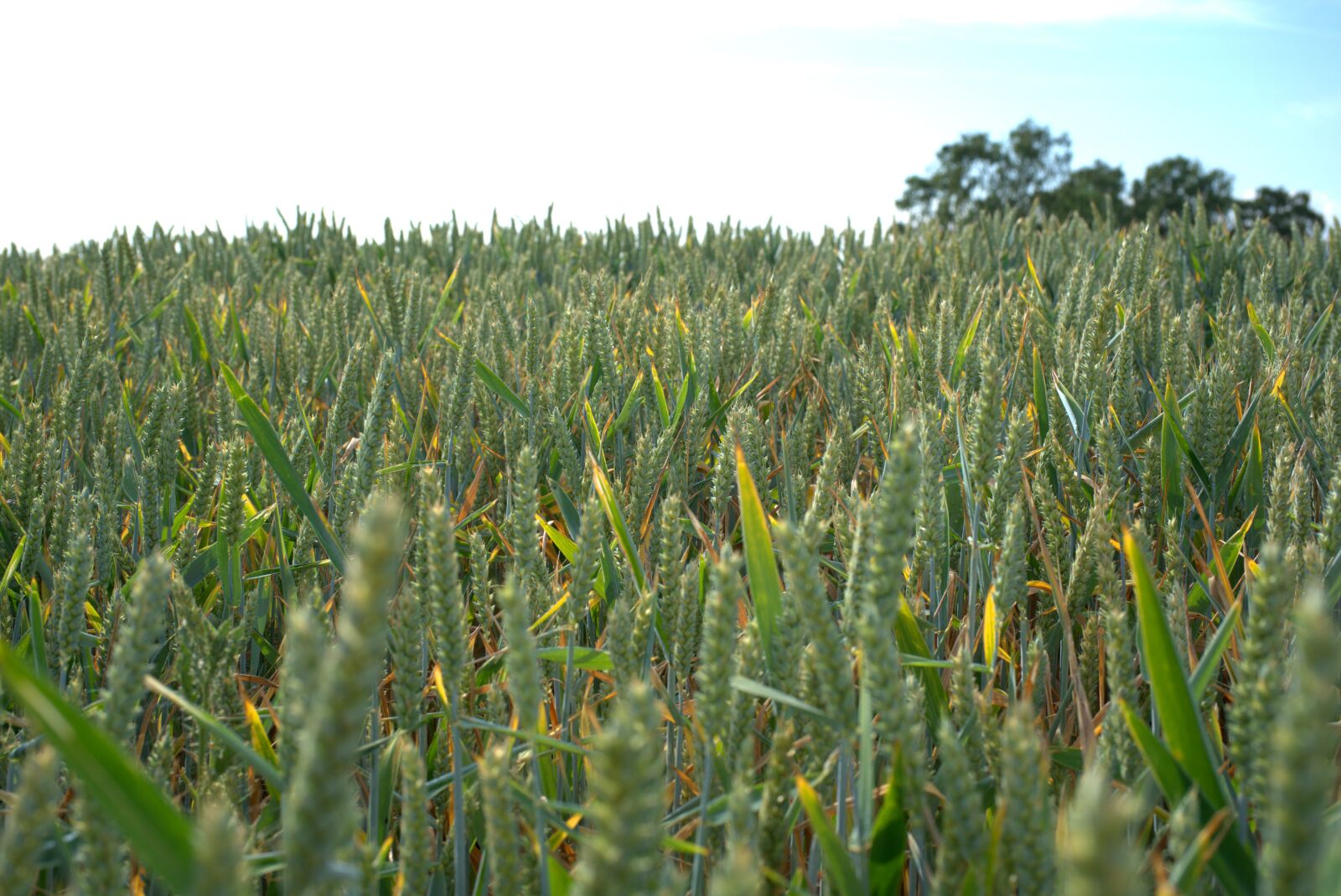 Sony a7 II + Sony FE 50mm F2.8 Macro sample photo. Cornfield, grain, field photography