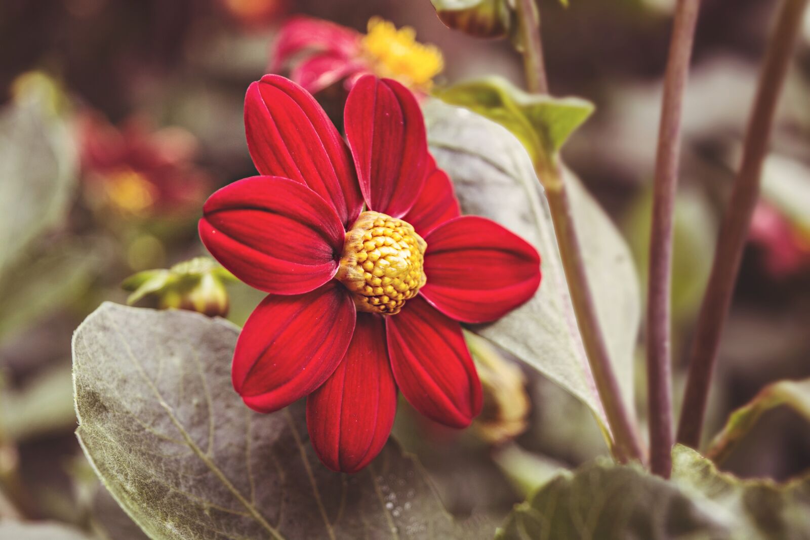 Nikon D7100 sample photo. Flower, nature, petal photography