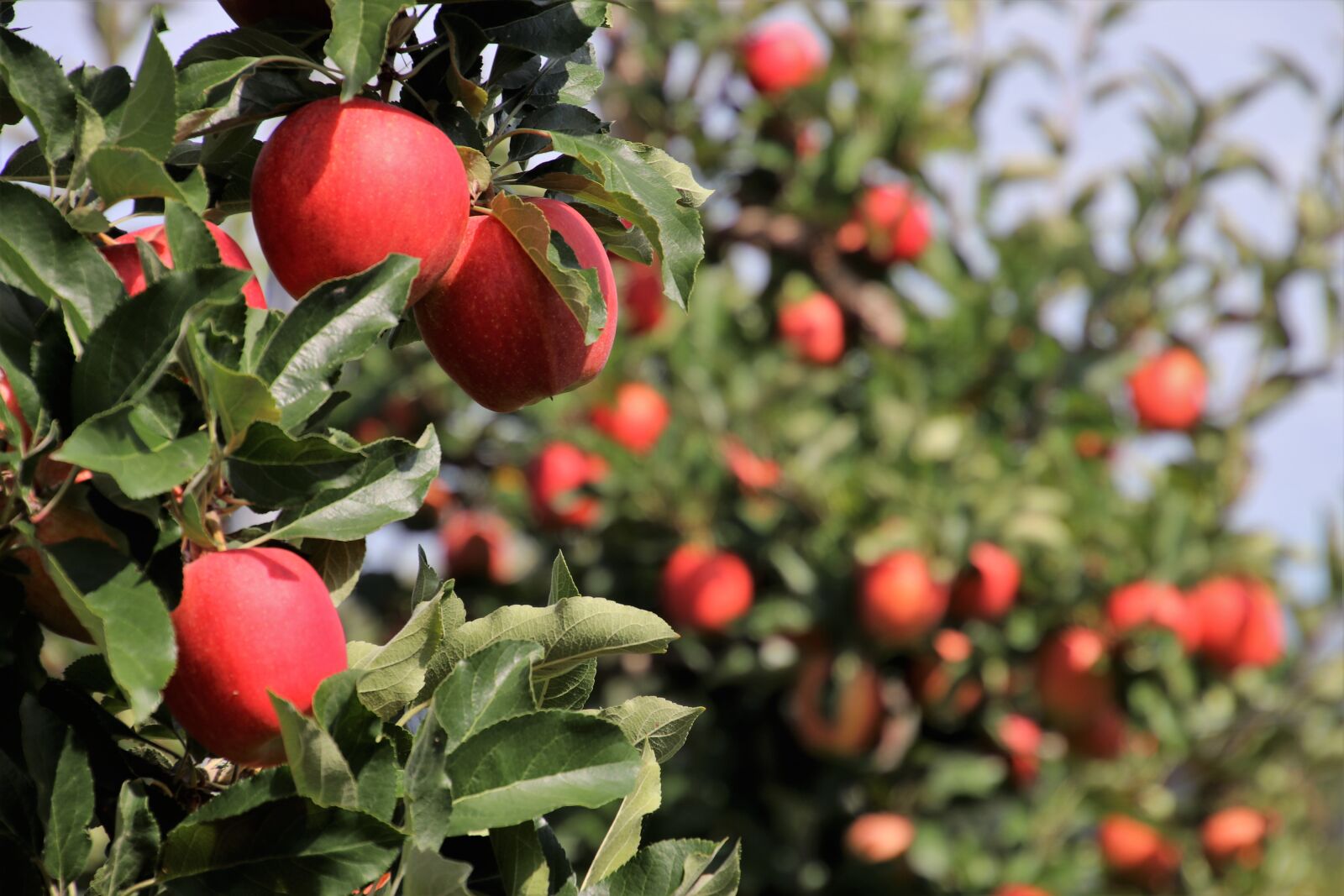 Canon EOS 80D sample photo. In the garden, apples photography