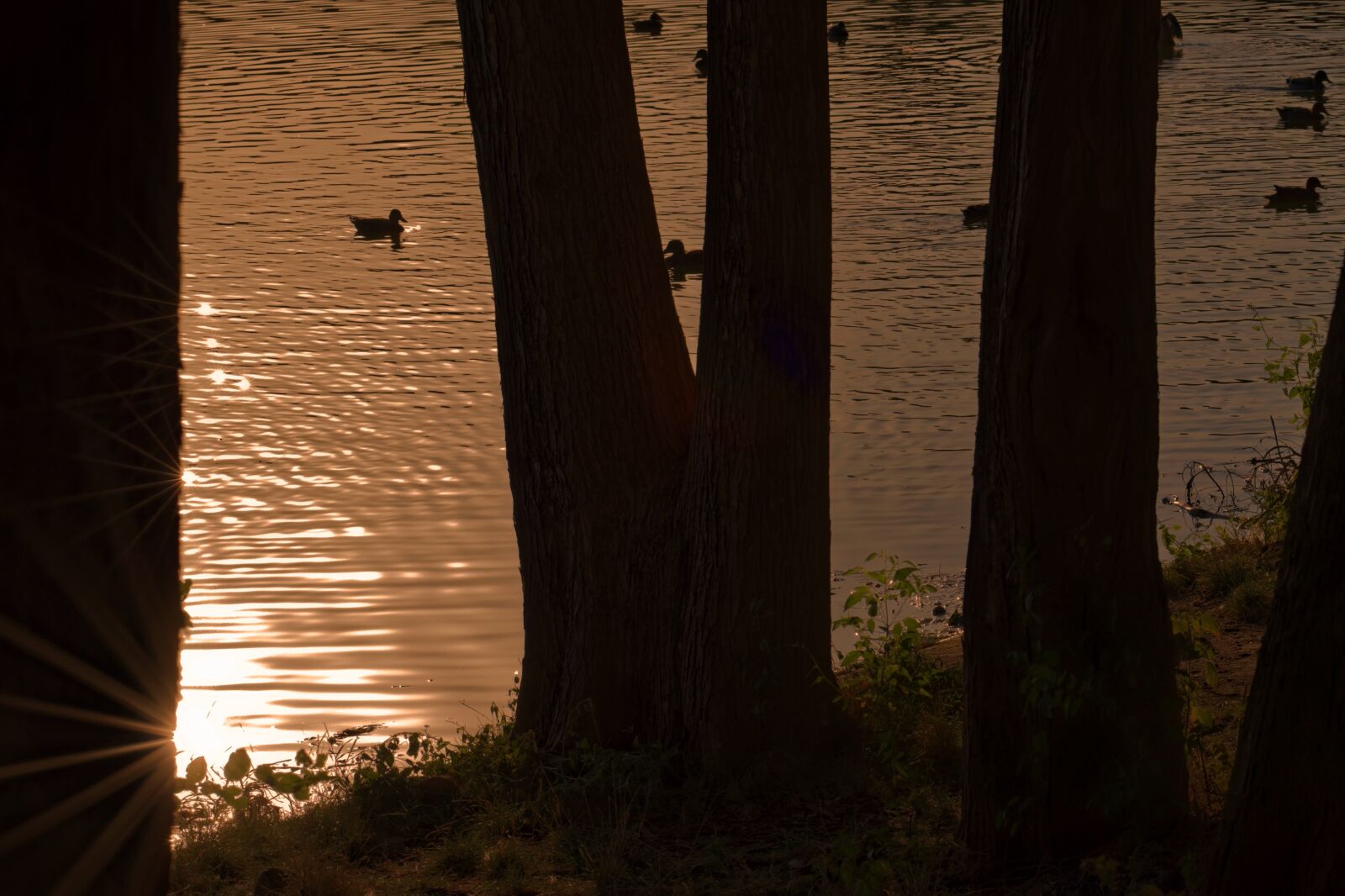 Nikon D5300 sample photo. Landscape, twilight, park photography