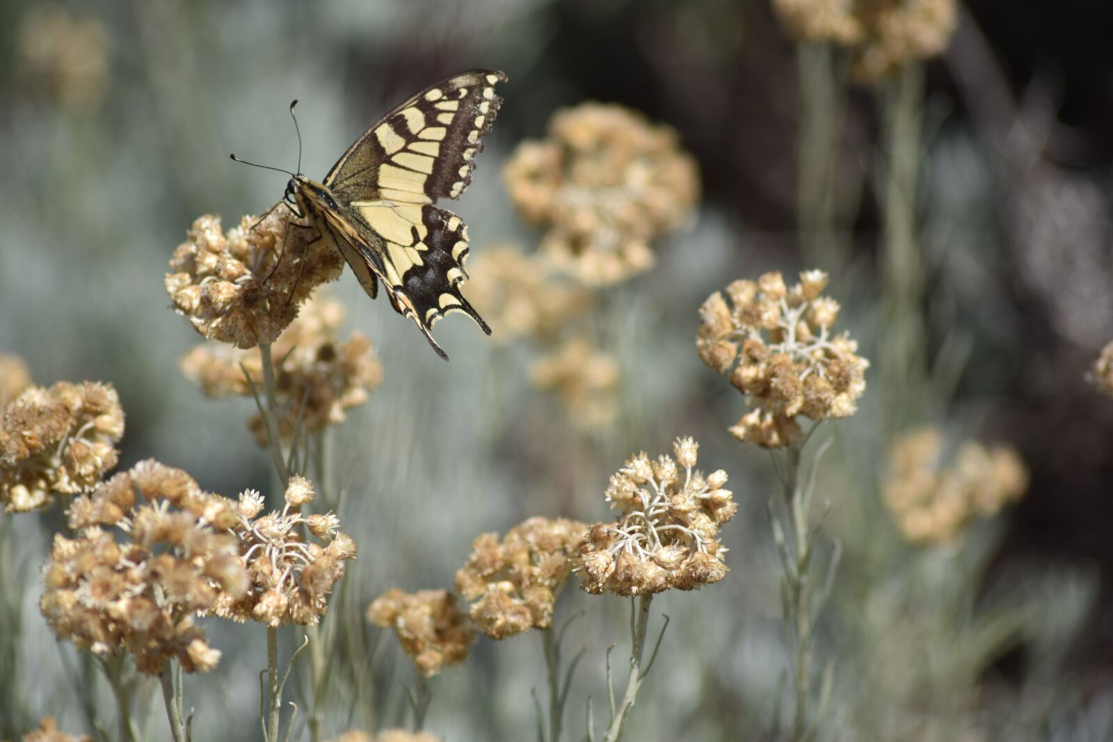 Nikon D3400 sample photo. Swallowtail papilio swallowtail, www photography
