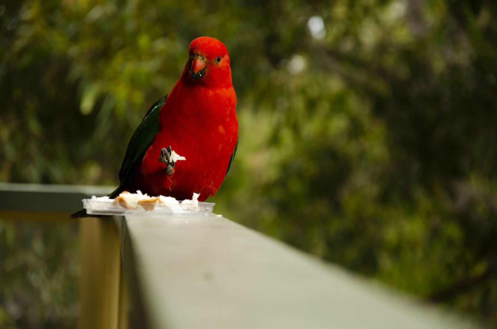 Nikon D7000 sample photo. Rosella, bird, animal photography