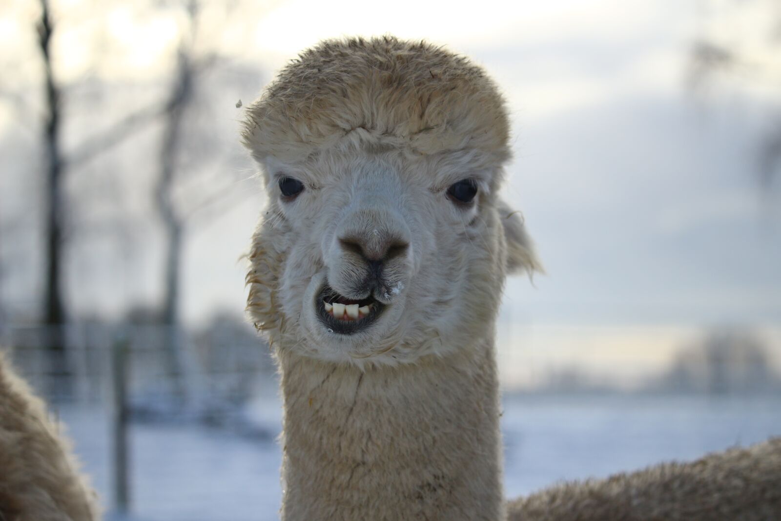 Canon EOS 100D (EOS Rebel SL1 / EOS Kiss X7) sample photo. Alpaca, animal, wool photography
