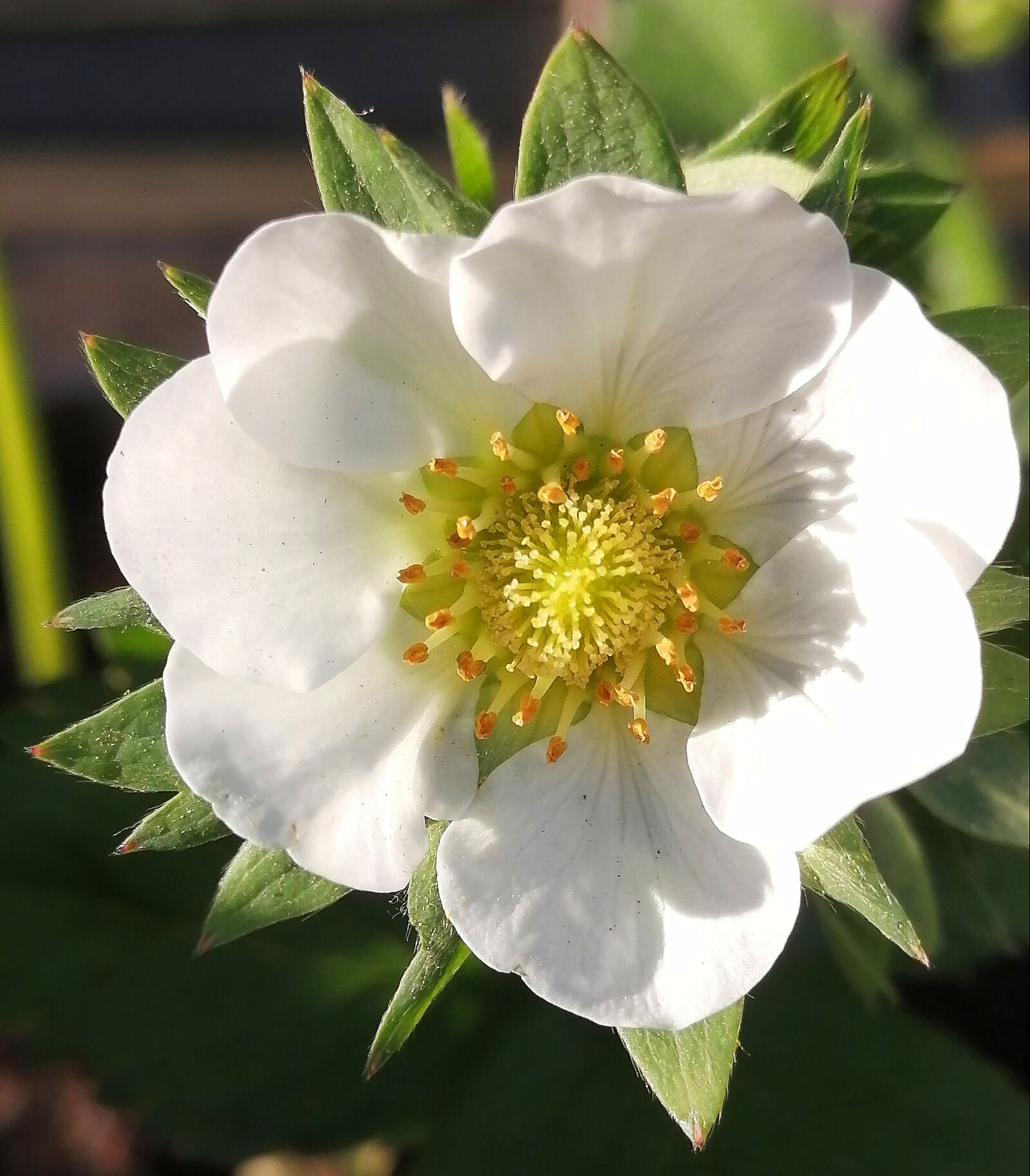 HUAWEI POT-LX1T sample photo. Blossom, bloom, strawberry photography